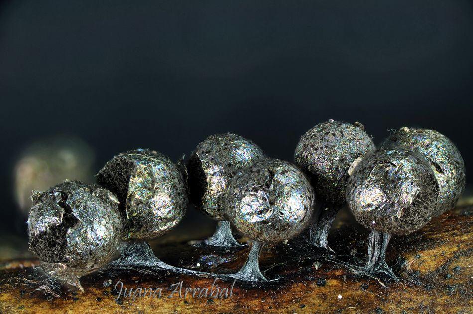 Un bello Myxo nivicola. Lamproderma echinosporum Meyl.